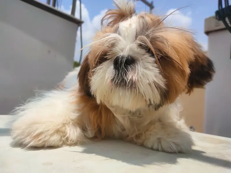 Dog's Homestay, photo 5