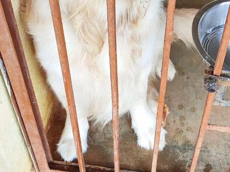 Loyal Woof Pet Boarding- Best Dog Day Care Centre In Electronic City, photo 2