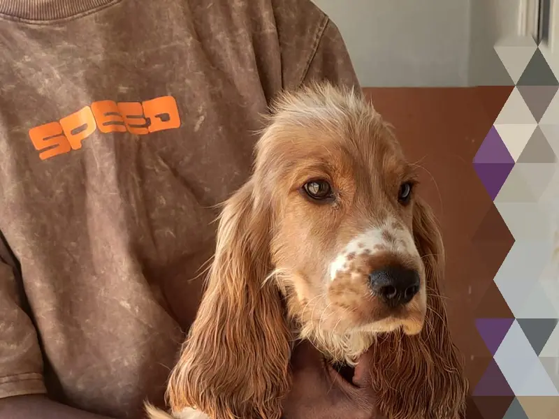 Loyal Woof Pet Boarding- Best Dog Day Care Centre In Electronic City, photo 3