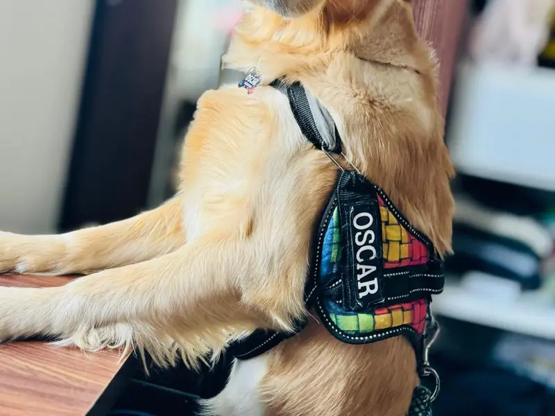 Loyal Woof Pet Boarding- Best Dog Day Care Centre In Electronic City, photo 4