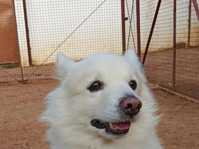 Loyal Woof Pet Boarding- Best Dog Day Care Centre In Electronic City, photo 5