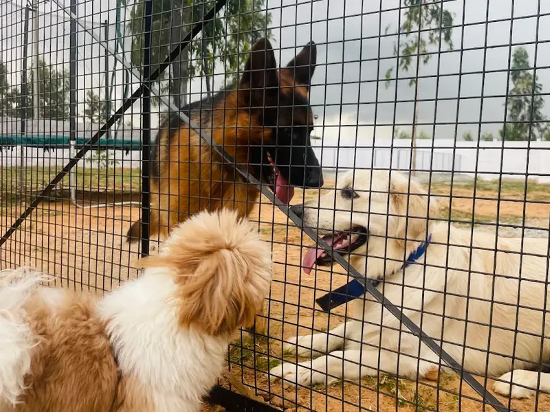 Pawlosophy sniffs and stays, photo 2