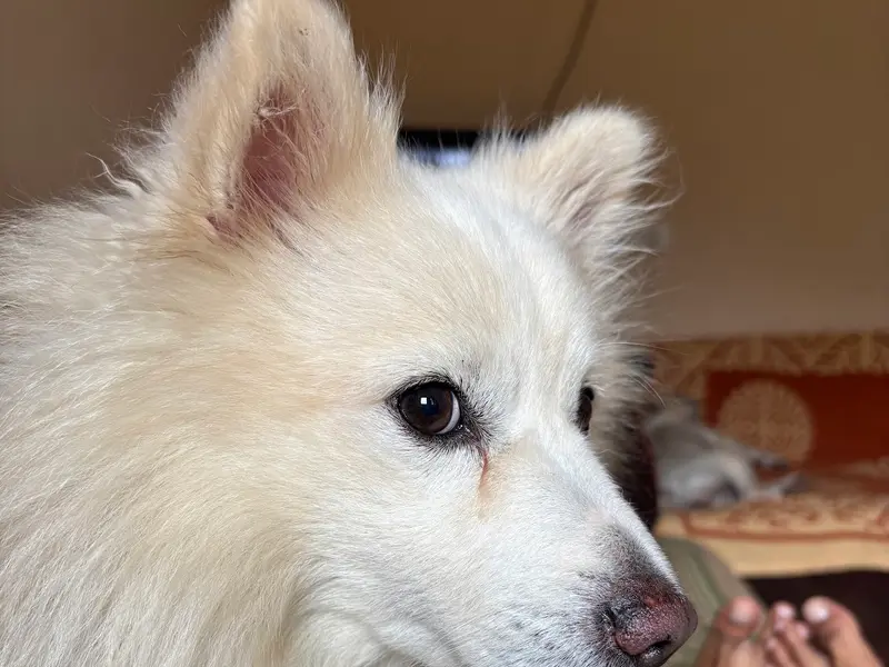 Pawz hub ..., photo 3