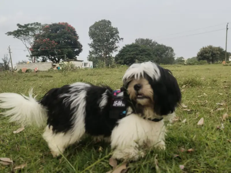 Pawz hub ..., photo 5