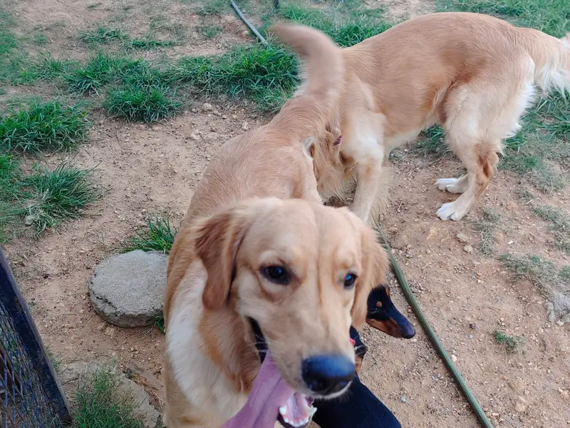PetsMagik, photo 2