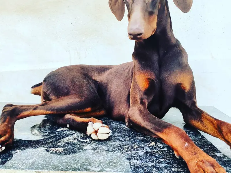 PetsMagik, photo 5