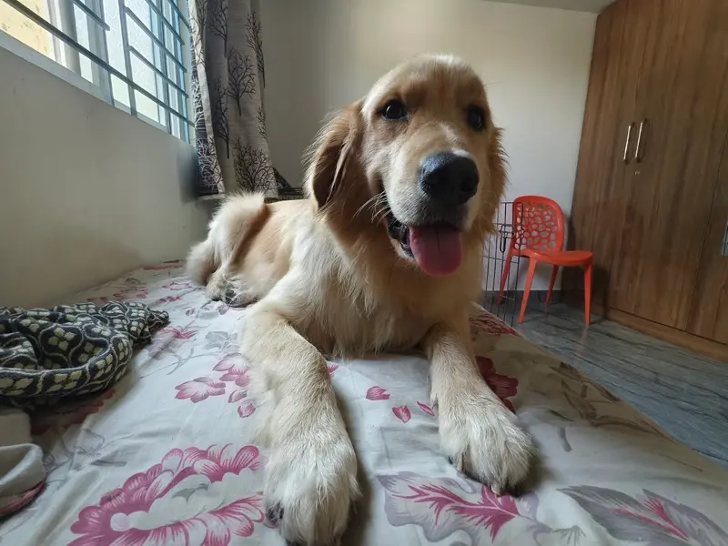 Teddy's pet boarding centre, photo 2