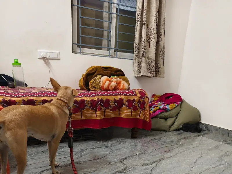 Teddy's pet boarding centre, photo 4
