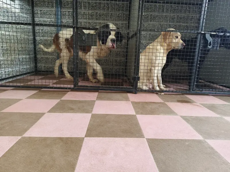 Teddy's pet boarding centre, photo 5