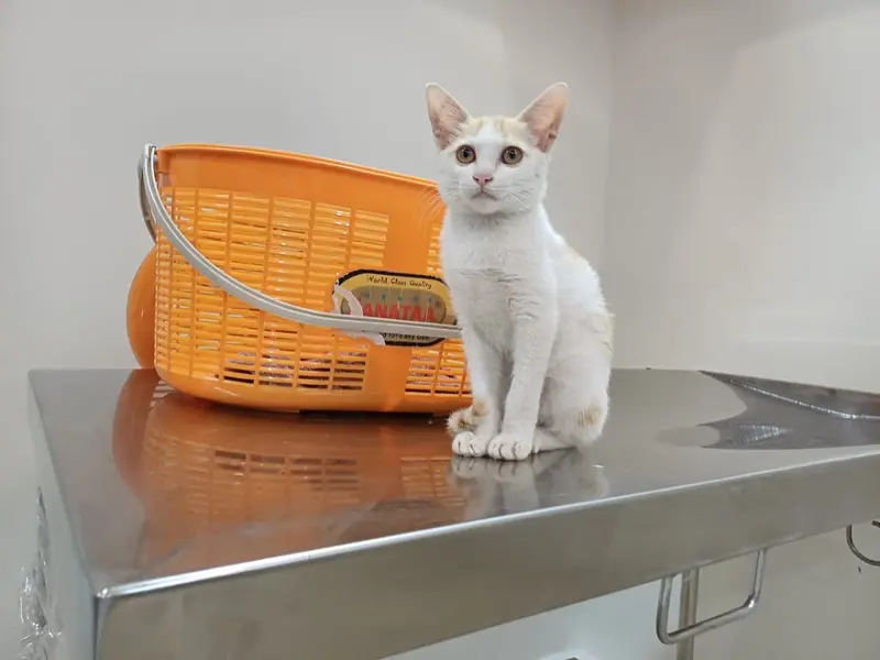 Fauna Veterinary Care, photo 2