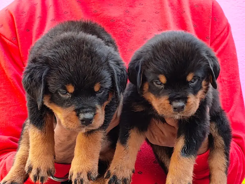 Vinayaka Paws (Dogs for Sale), photo 3