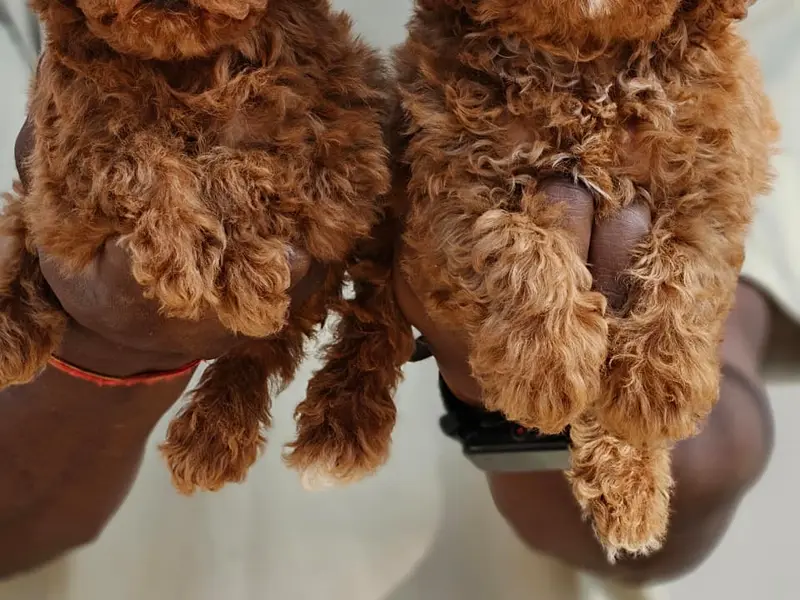 Vinayaka Paws (Dogs for Sale), photo 4