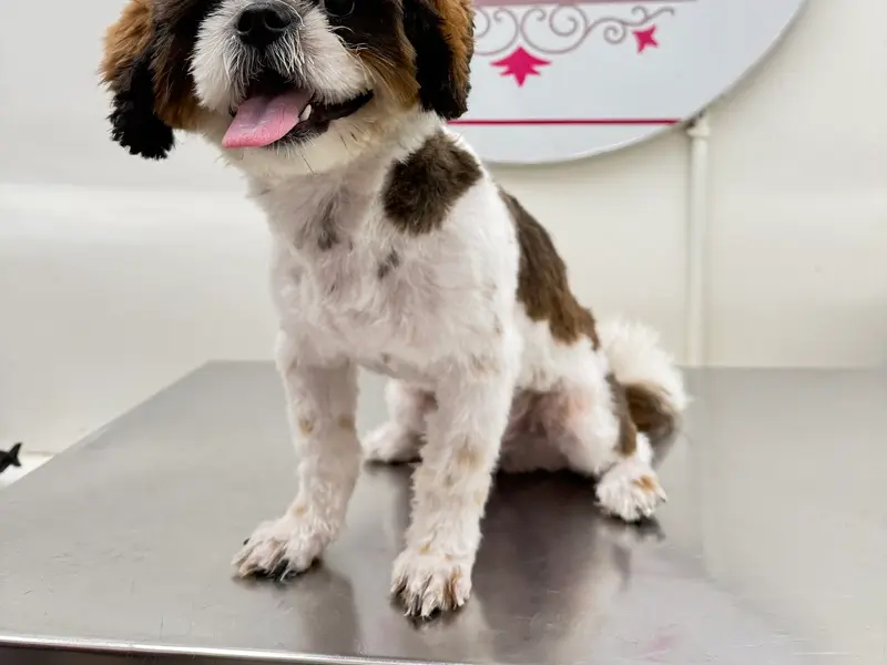 Wow Pet Grooming Studio, photo 2