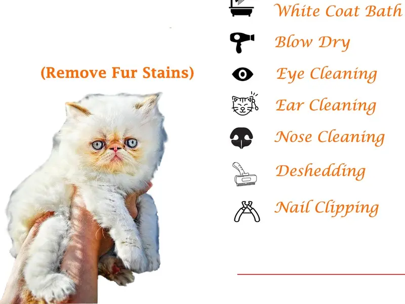 Wow Pet Grooming Studio, photo 3