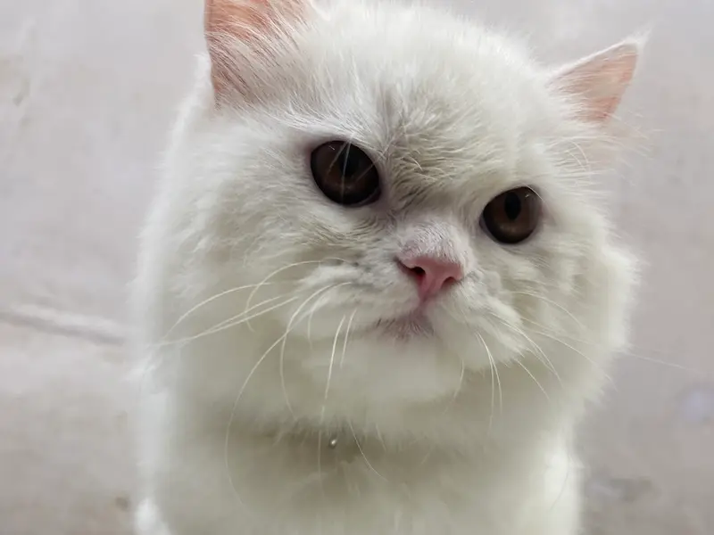 Wow Pet Grooming Studio, photo 4