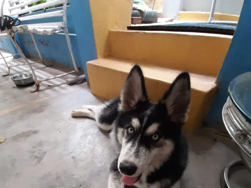K9 Vet Clinic and Grooming (Dr.KV. Venugopal), photo 2