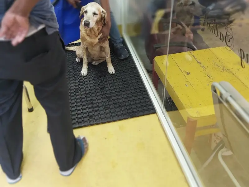K9 Vet Clinic and Grooming (Dr.KV. Venugopal), photo 5