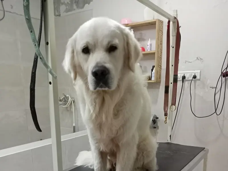 NOURISH UR PETS GROOMING AND POOLCARE, photo 3