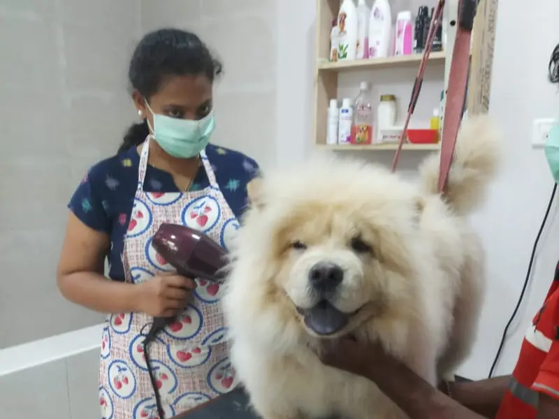 NOURISH UR PETS GROOMING AND POOLCARE, photo 4