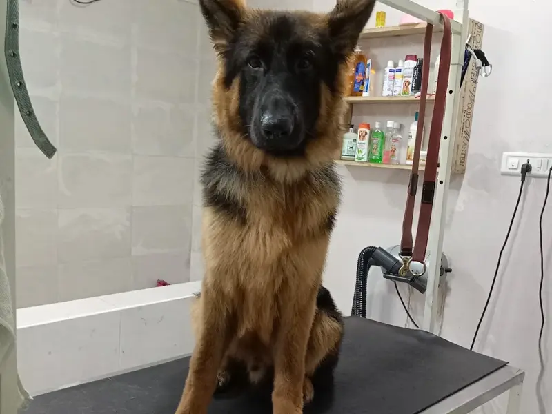 NOURISH UR PETS GROOMING AND POOLCARE, photo 5