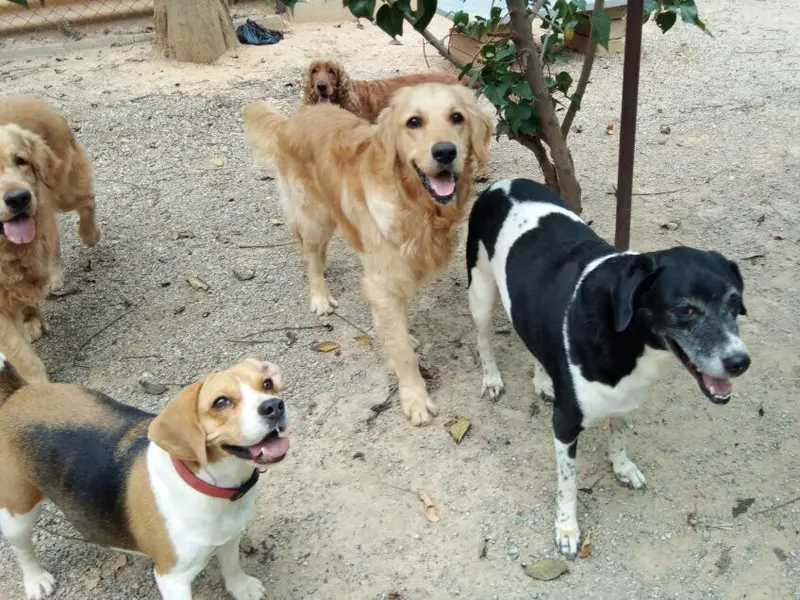 Petspace, photo 2