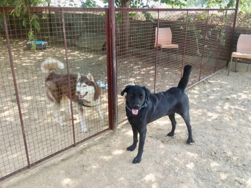 Petspace, photo 3
