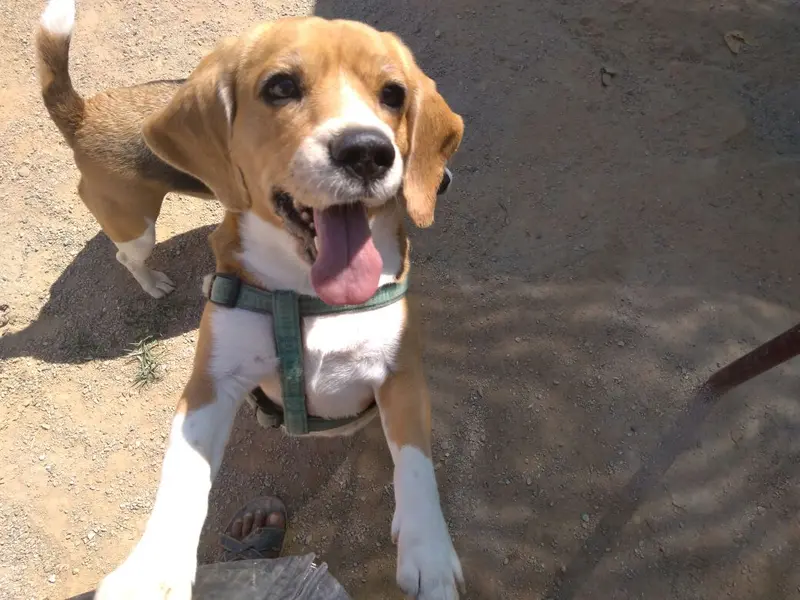Petspace, photo 4