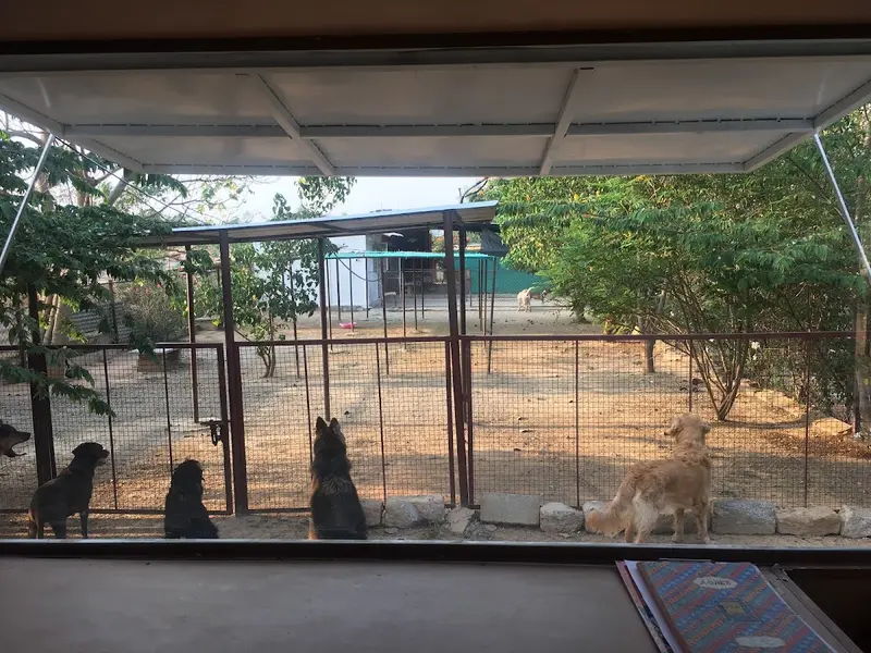 Petspace, photo 5