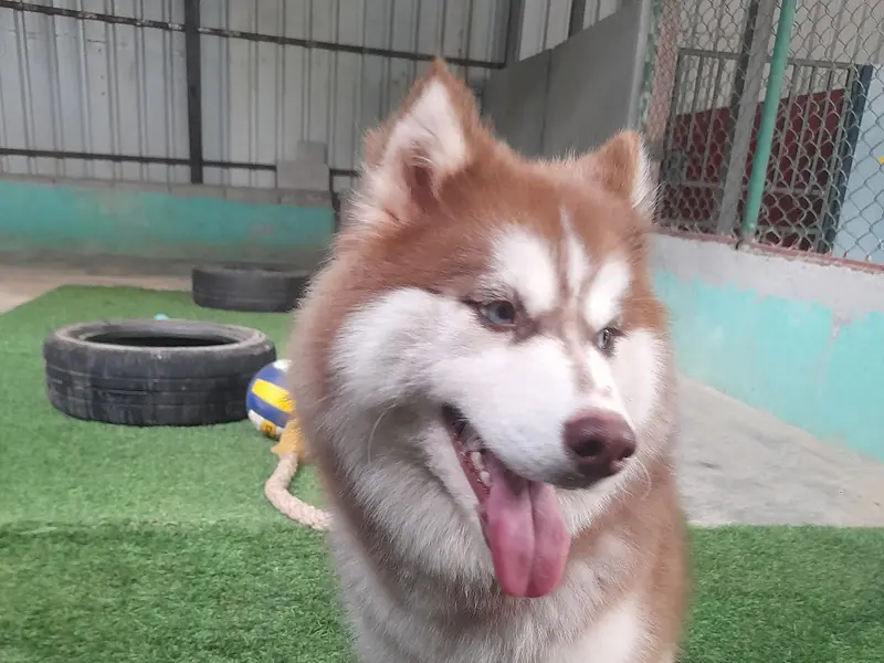 AYRA PETS CARE, photo 3