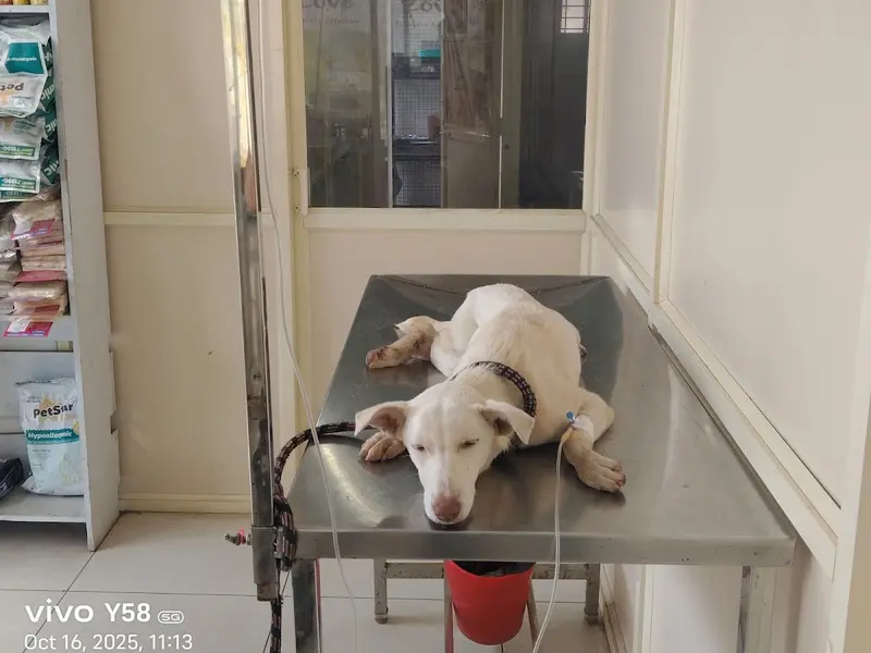 dog boarding centre, photo 3