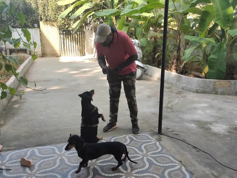 Dogo Training school, photo 3