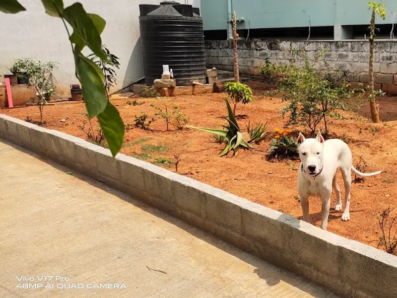 Dogo Training school, photo 4