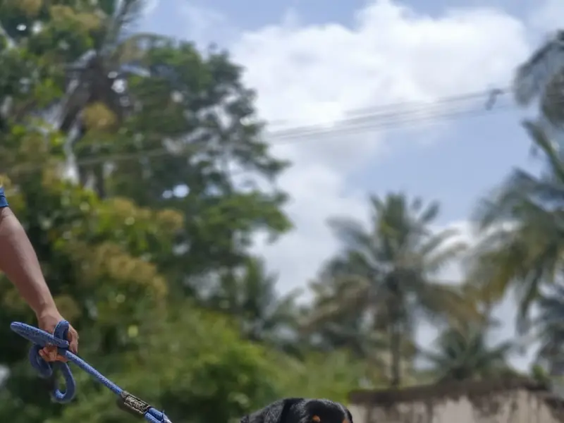 Dogo Training school, photo 5