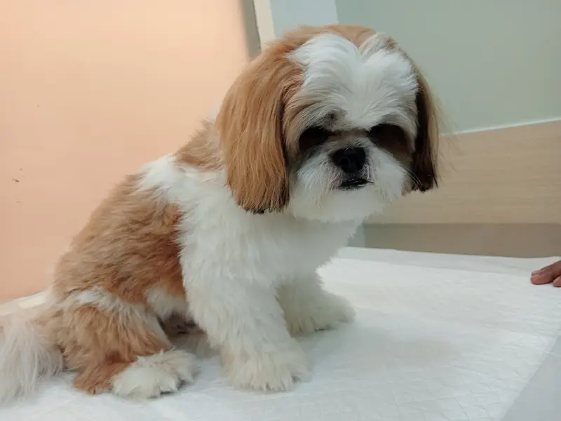 Vetic Pet Clinic Sadashiva Nagar, photo 2