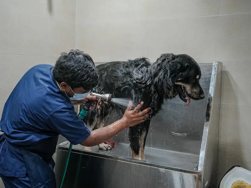 Vetic Pet Clinic Sadashiva Nagar, photo 4
