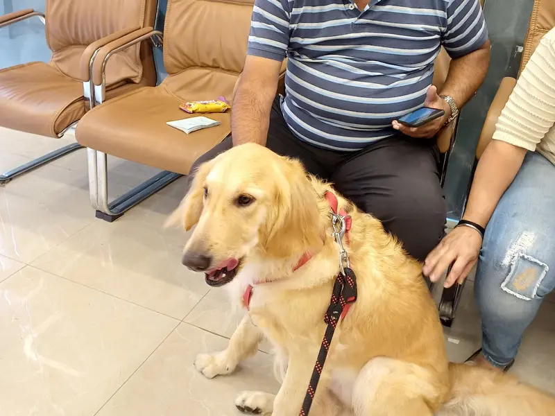 Vetic Pet Clinic Sadashiva Nagar, photo 5