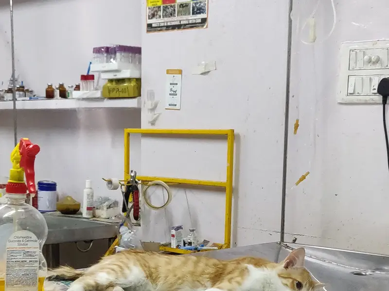 D Veterinary Clinic, photo 5