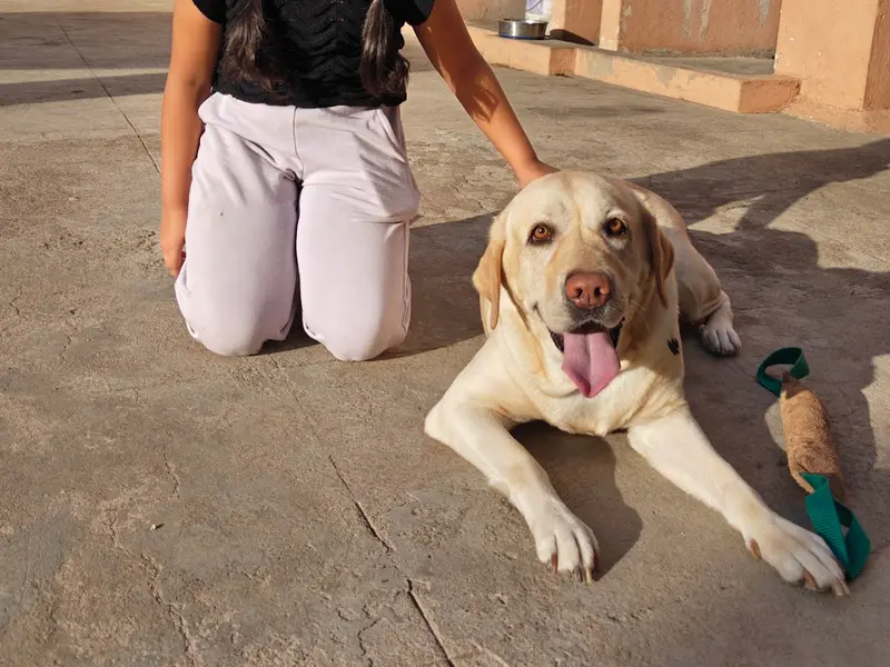 Klever k9 dog trainer MANISH, photo 2