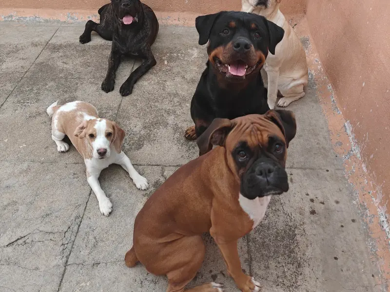 Klever k9 dog trainer MANISH, photo 4