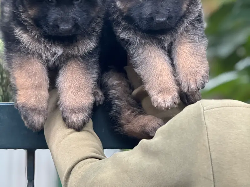 Paws Of Joy - Best Dog Breeders in Bangalore, photo 2