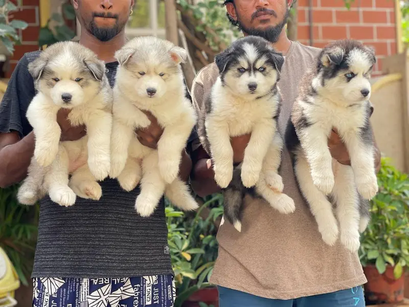Paws Of Joy - Best Dog Breeders in Bangalore, photo 3