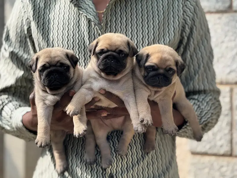 Paws Of Joy - Best Dog Breeders in Bangalore, photo 4