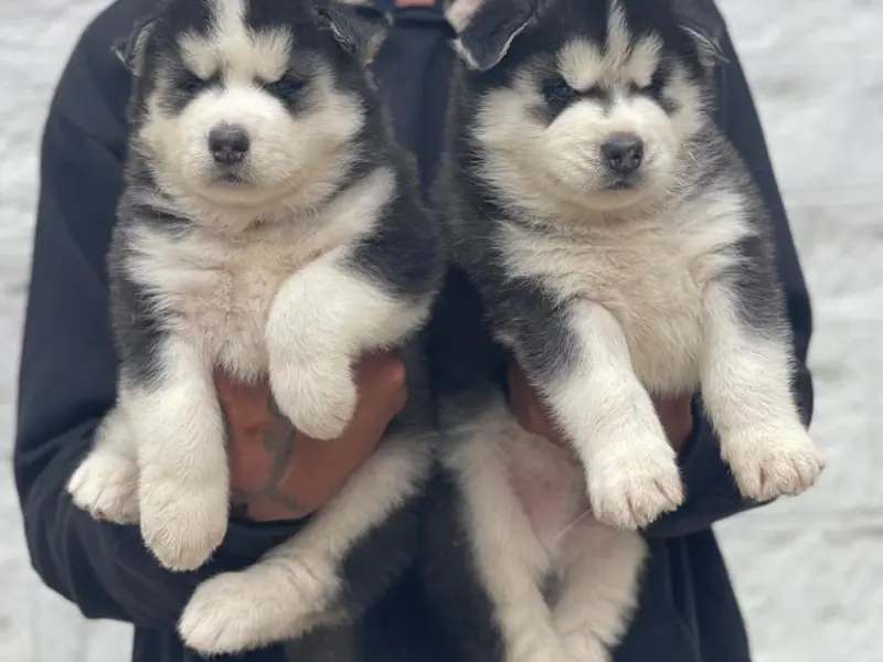 Paws Of Joy - Best Dog Breeders in Bangalore, photo 5