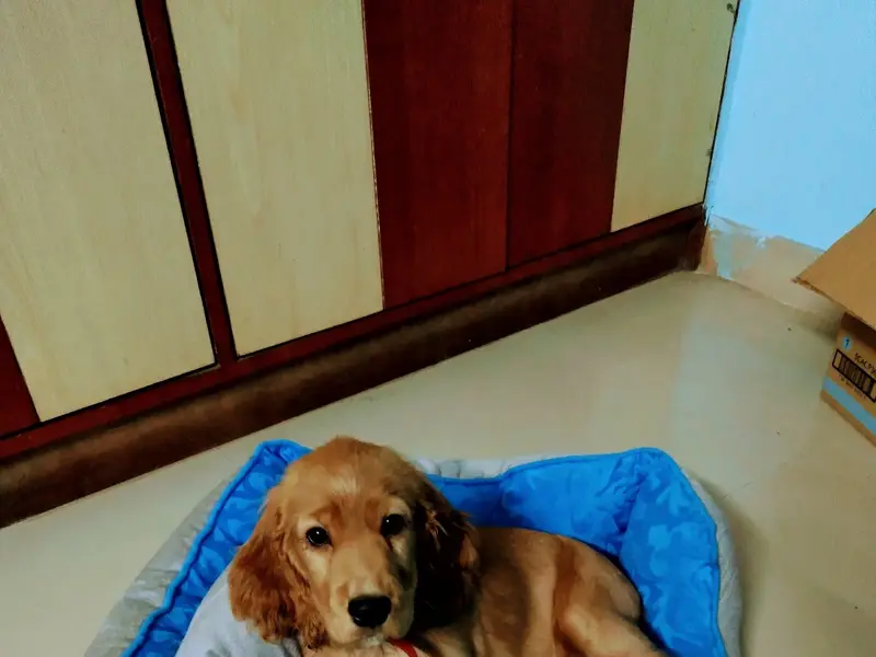 Veterinary Doctor home visits, photo 3