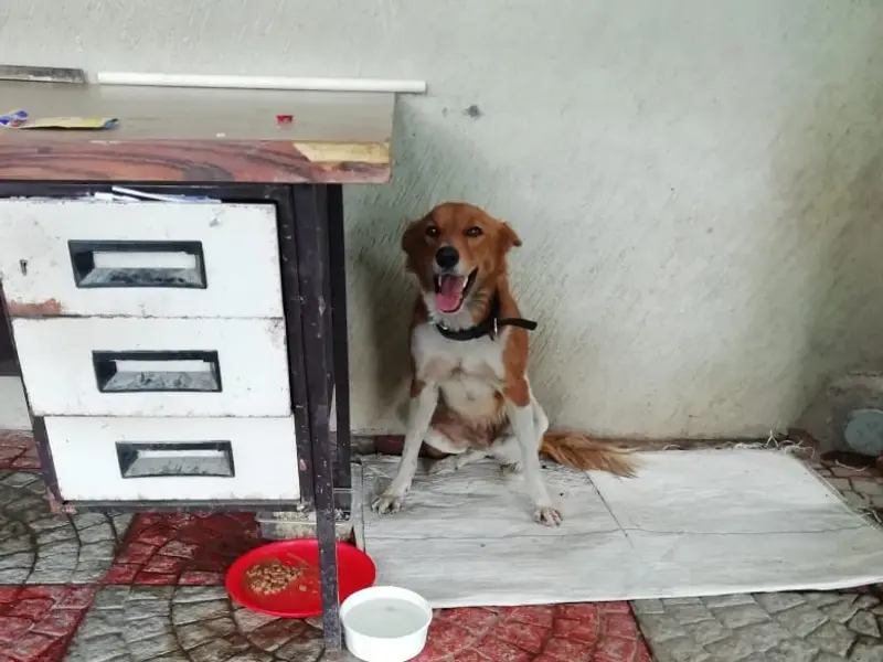 Veterinary Doctor home visits, photo 5