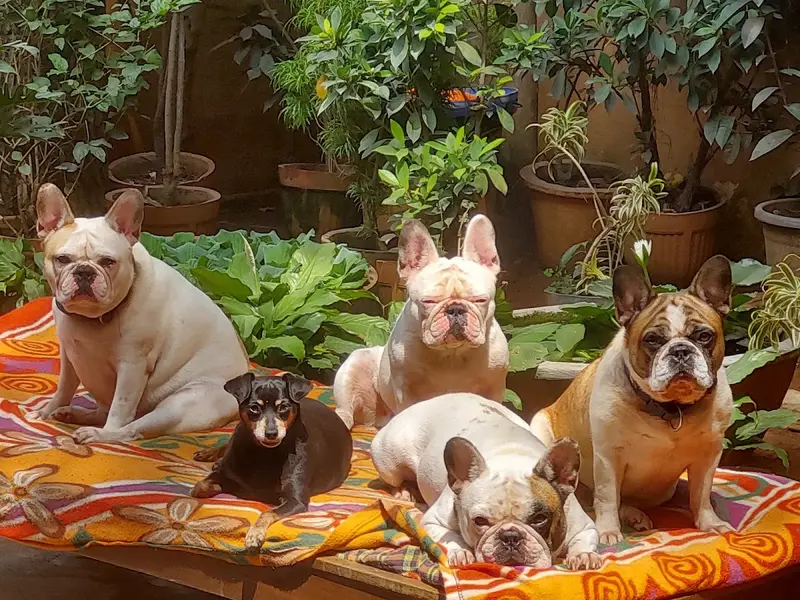 Jeru's Lovin Vacation Home & Salon For Pets, photo 2