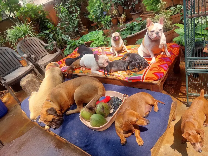 Jeru's Lovin Vacation Home & Salon For Pets, photo 3