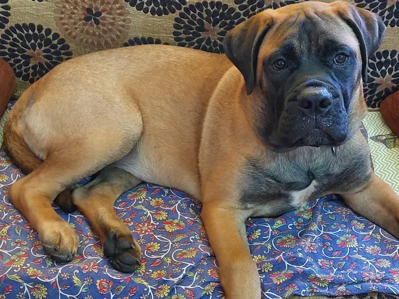 Jeru's Lovin Vacation Home & Salon For Pets, photo 4
