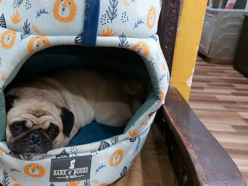 Jeru's Lovin Vacation Home & Salon For Pets, photo 5
