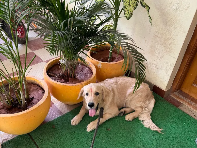 Dog Boarding & Training Centre DBTC, photo 5